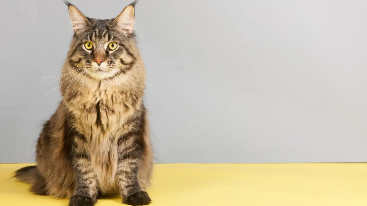 Maine coon vs. Other cat breeds: a comparison
