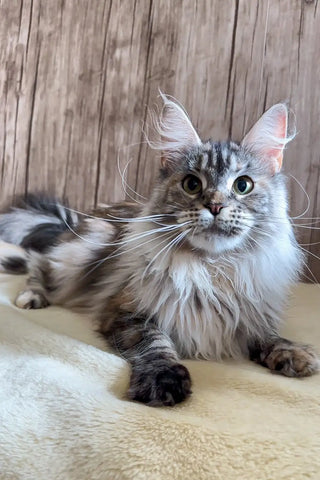 Nemo | Maine Coon Kitten