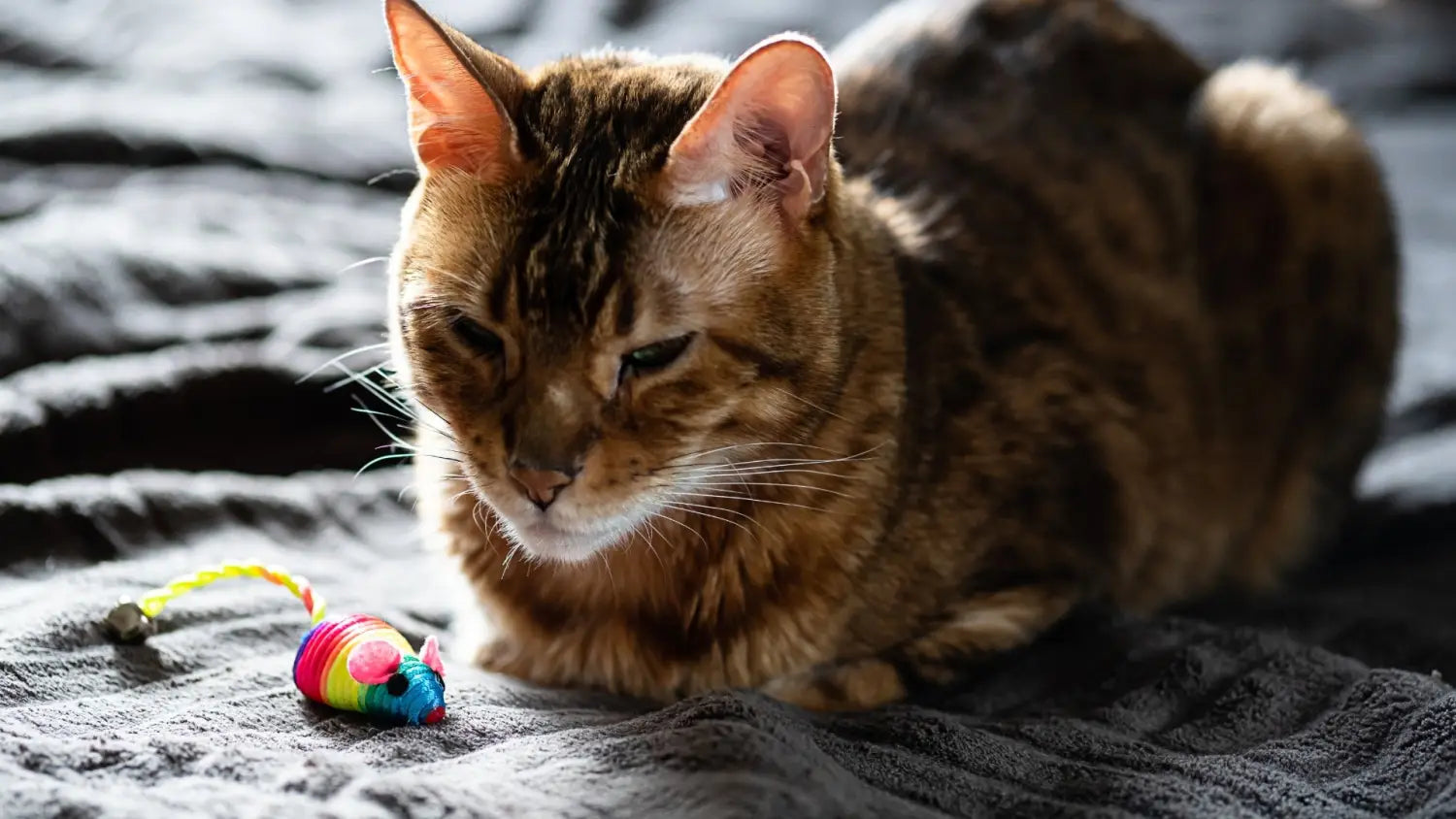 Mastering bengal kitten training: proven techniques for a well-behaved cat
