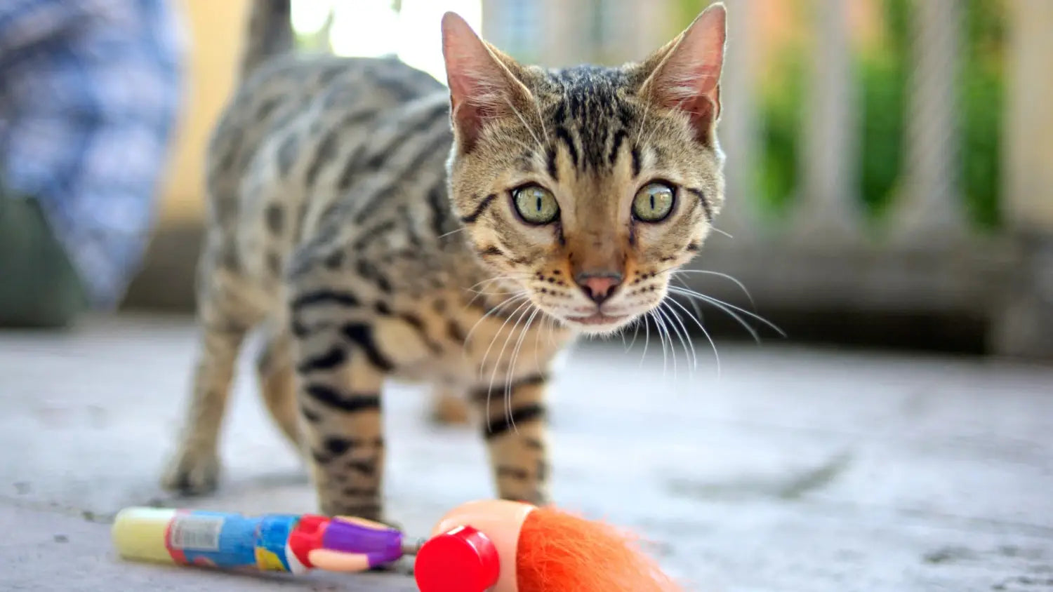 Mastering bengal kitten training: proven techniques for a well-behaved cat