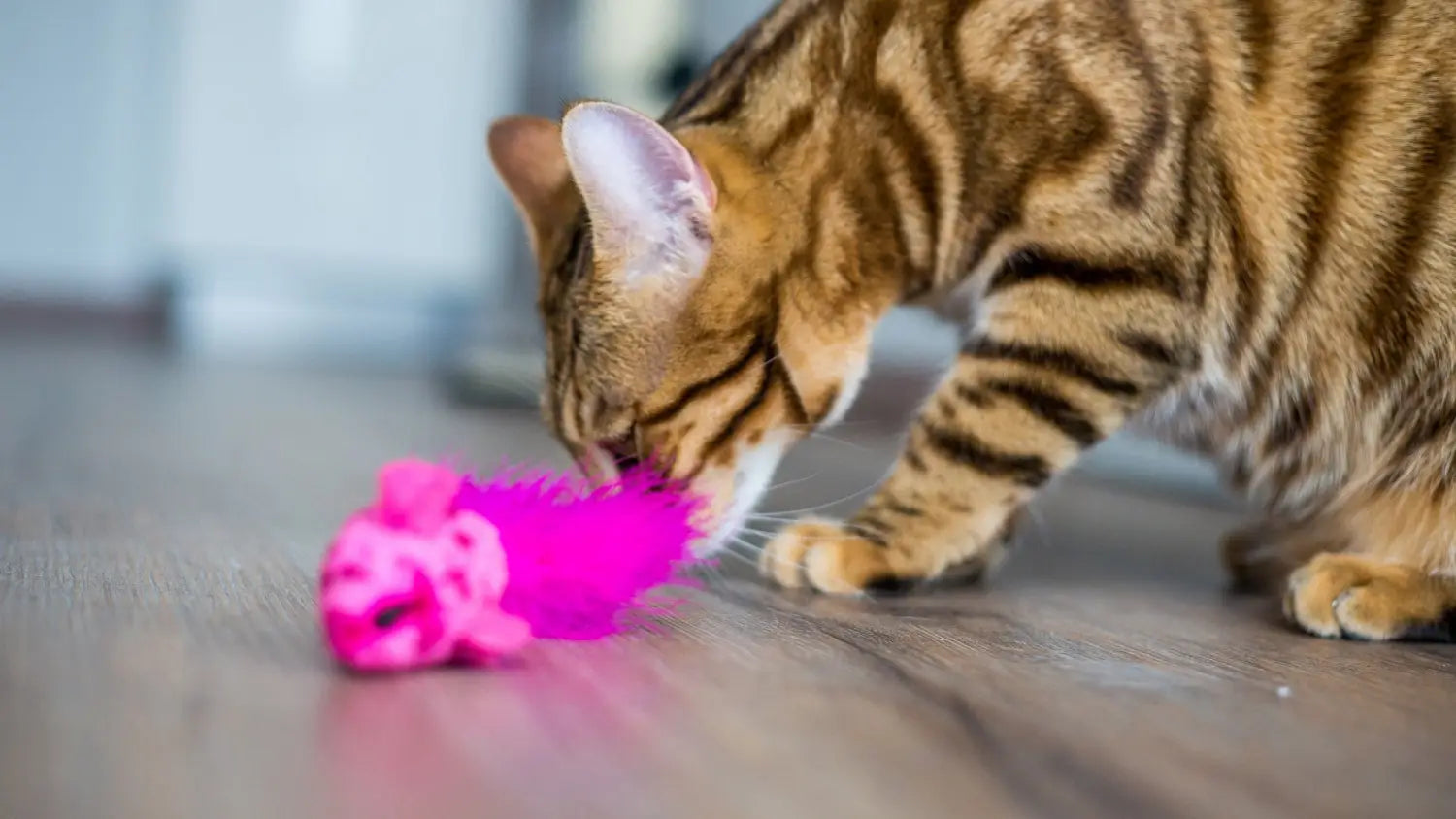 Mastering bengal kitten training: proven techniques for a well-behaved cat