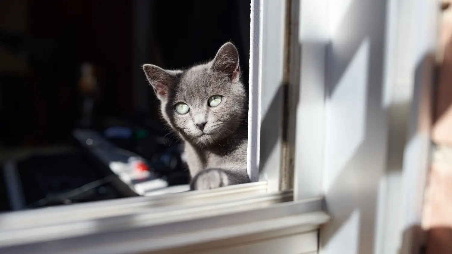 Meet the korat: a playful and devoted feline friend