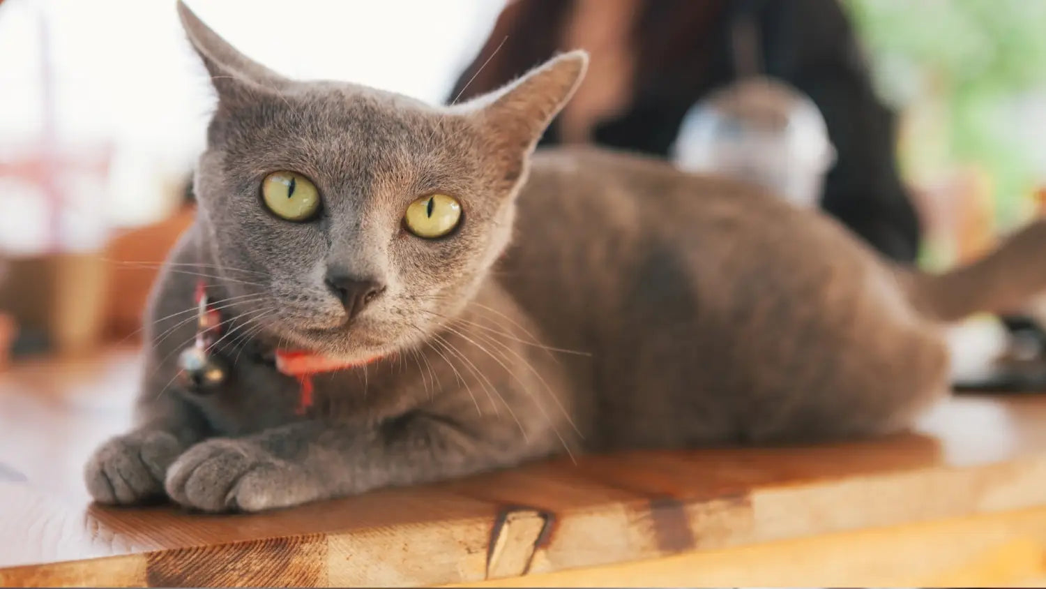 Meet the korat: a playful and devoted feline friend