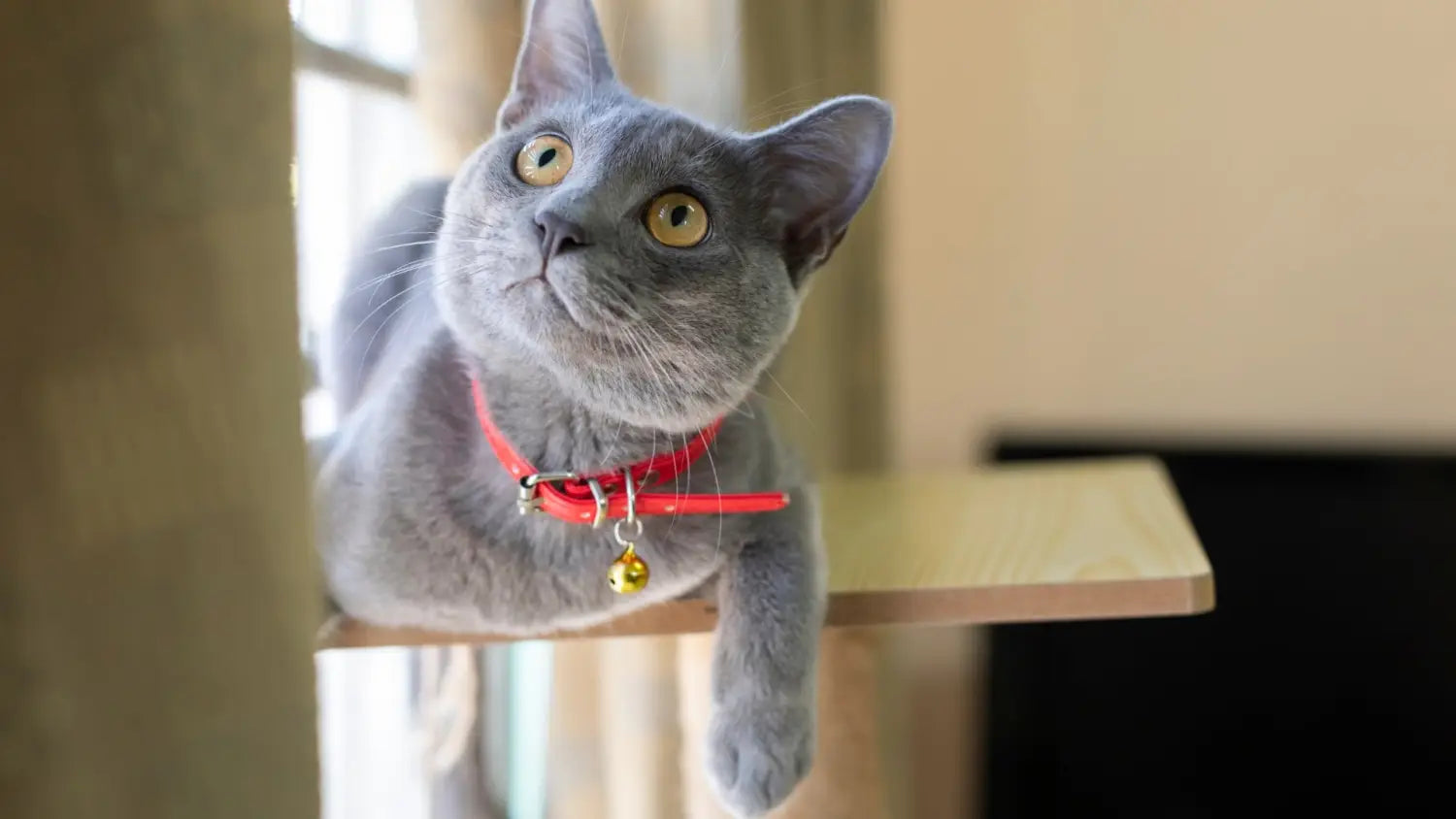 Meet the korat: a playful and devoted feline friend