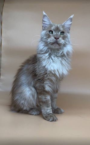 Shamil | Maine Coon Kitten
