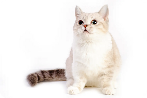 Discover munchkin cats: 10 fascinating facts about this unique breed