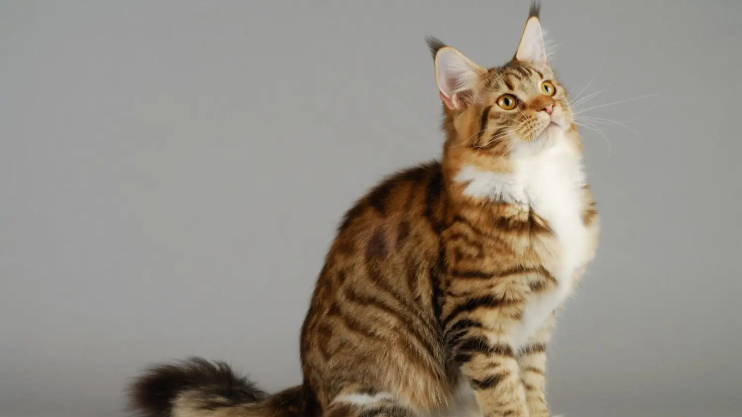 Navigating progressive retinal atrophy (pra) in maine coons: ensuring feline vision and well-being