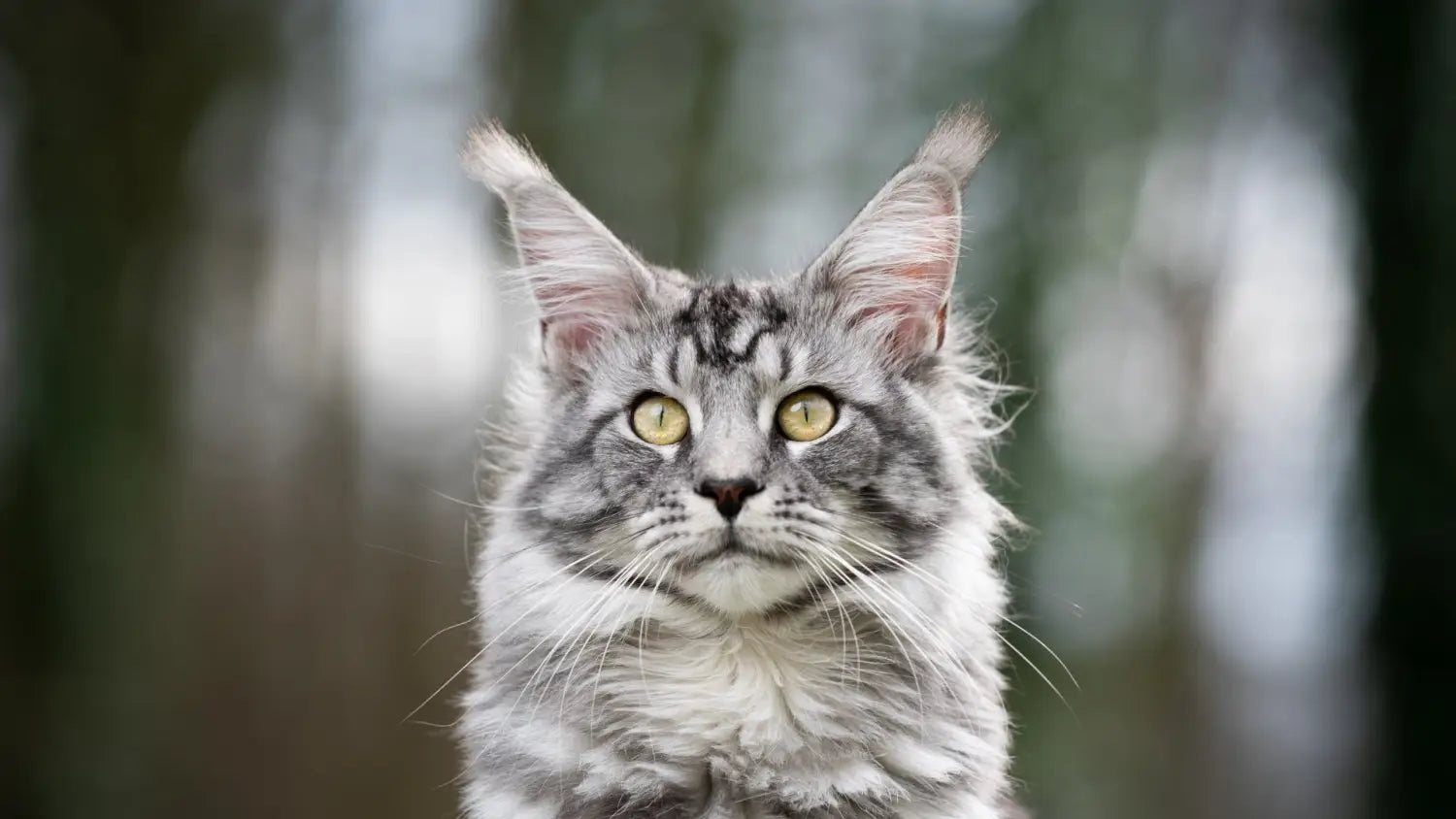 Navigating progressive retinal atrophy (pra) in maine coons: ensuring feline vision and well-being