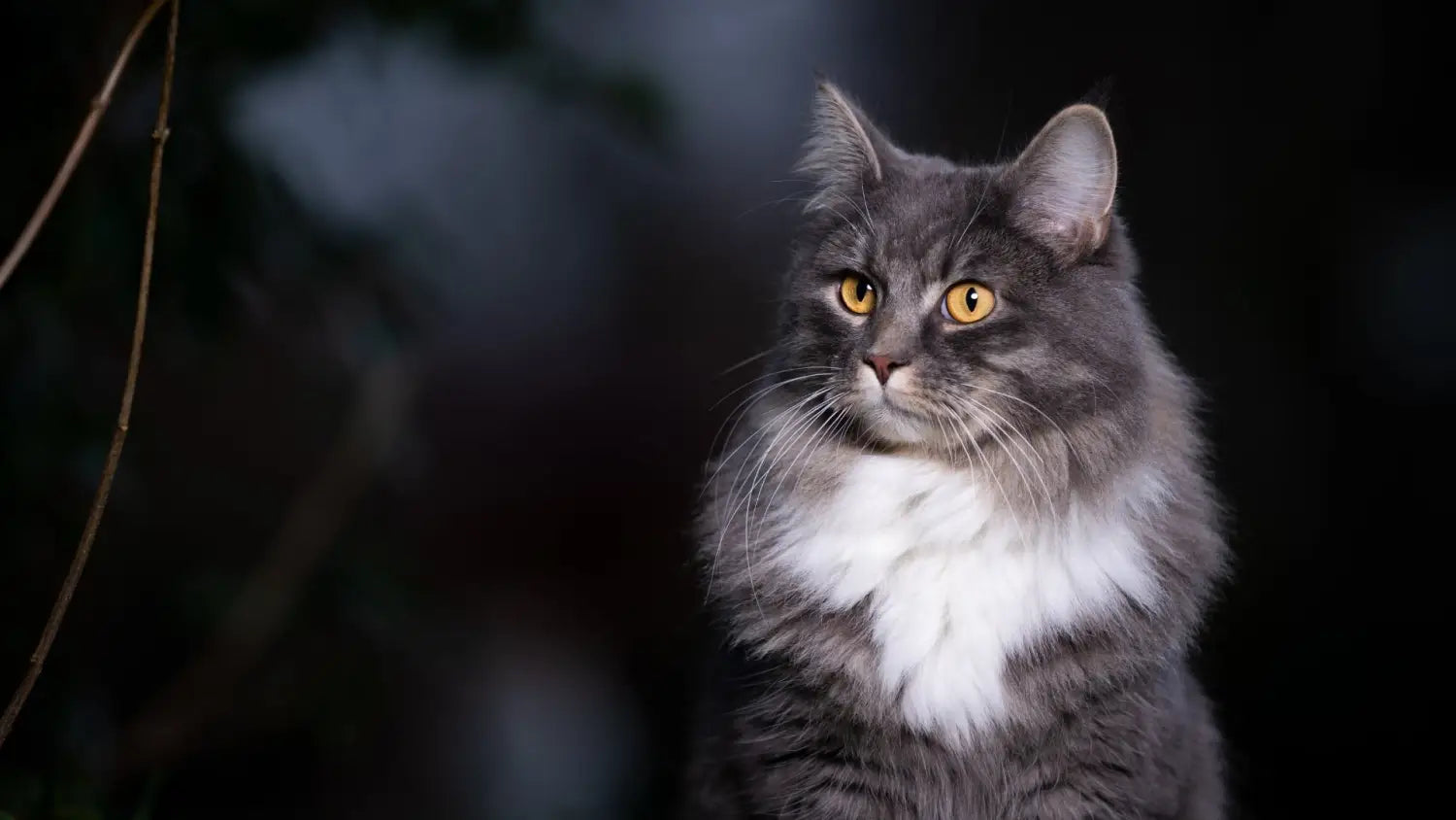 Navigating progressive retinal atrophy (pra) in maine coons: ensuring feline vision and well-being