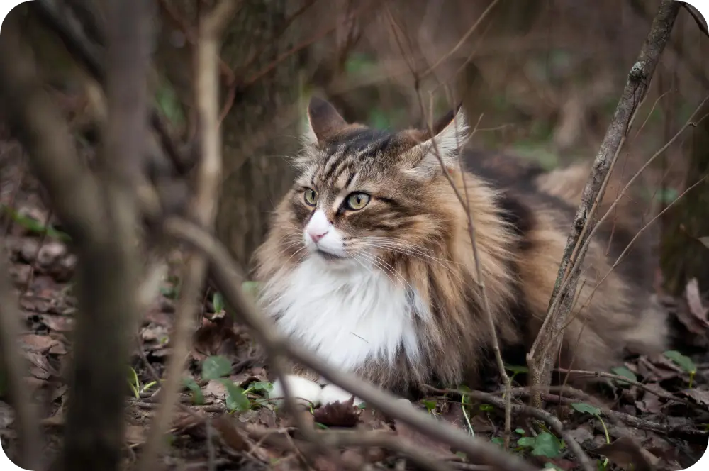 Discover Ultimate Fluff: Top 10 Fluffy Cat Breeds to Adopt