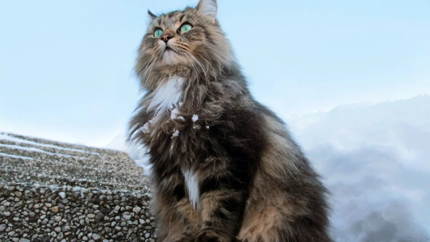Norwegian forest cats decoded: traits tips and trivia