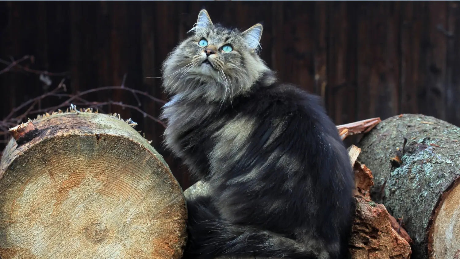Norwegian forest cats decoded: traits tips and trivia