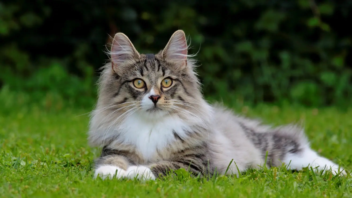 Norwegian forest cats decoded: traits tips and trivia