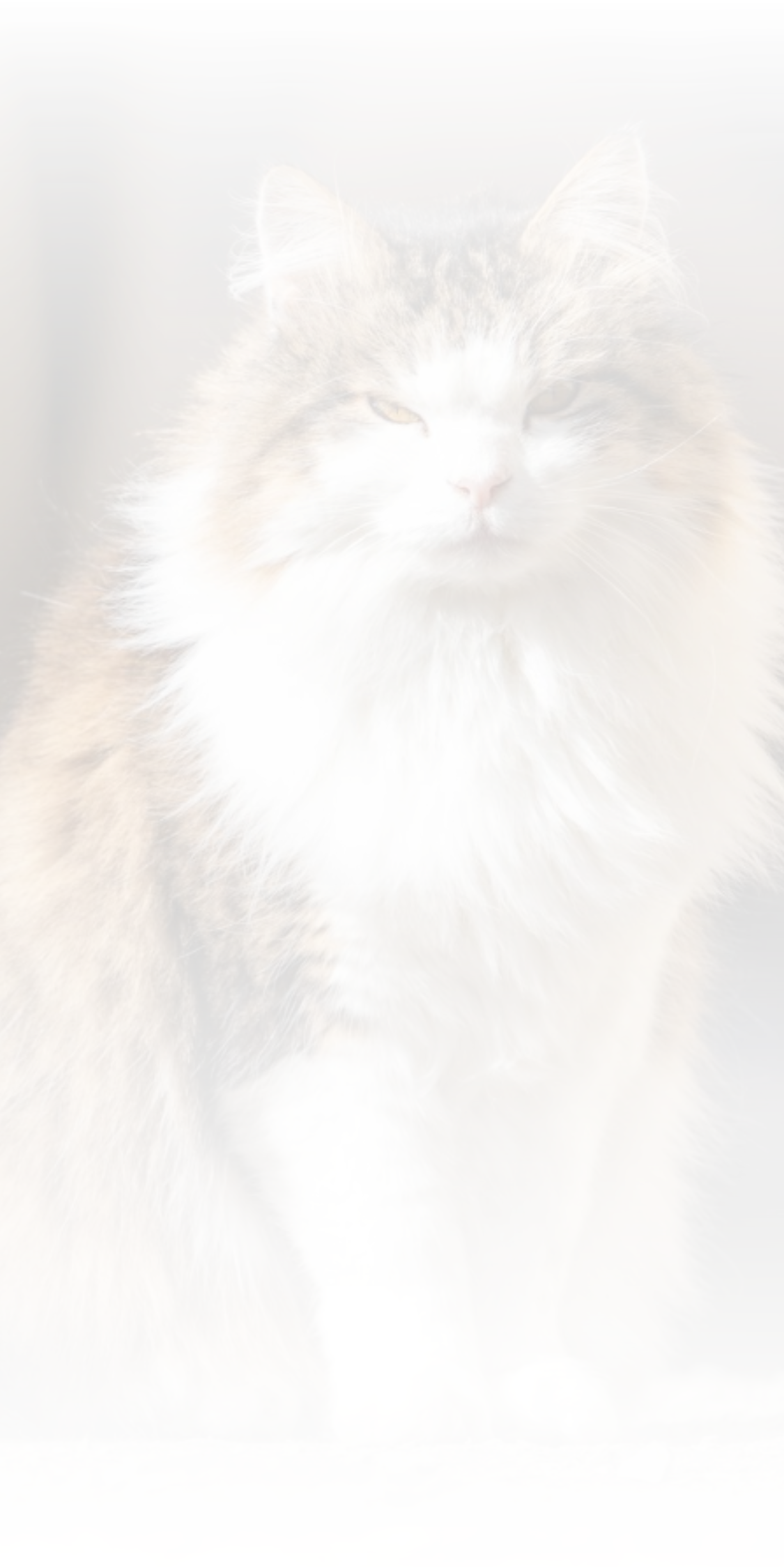 Norwegian Forest Kittens for Sale in Illinois Norwegian Forest Kitten