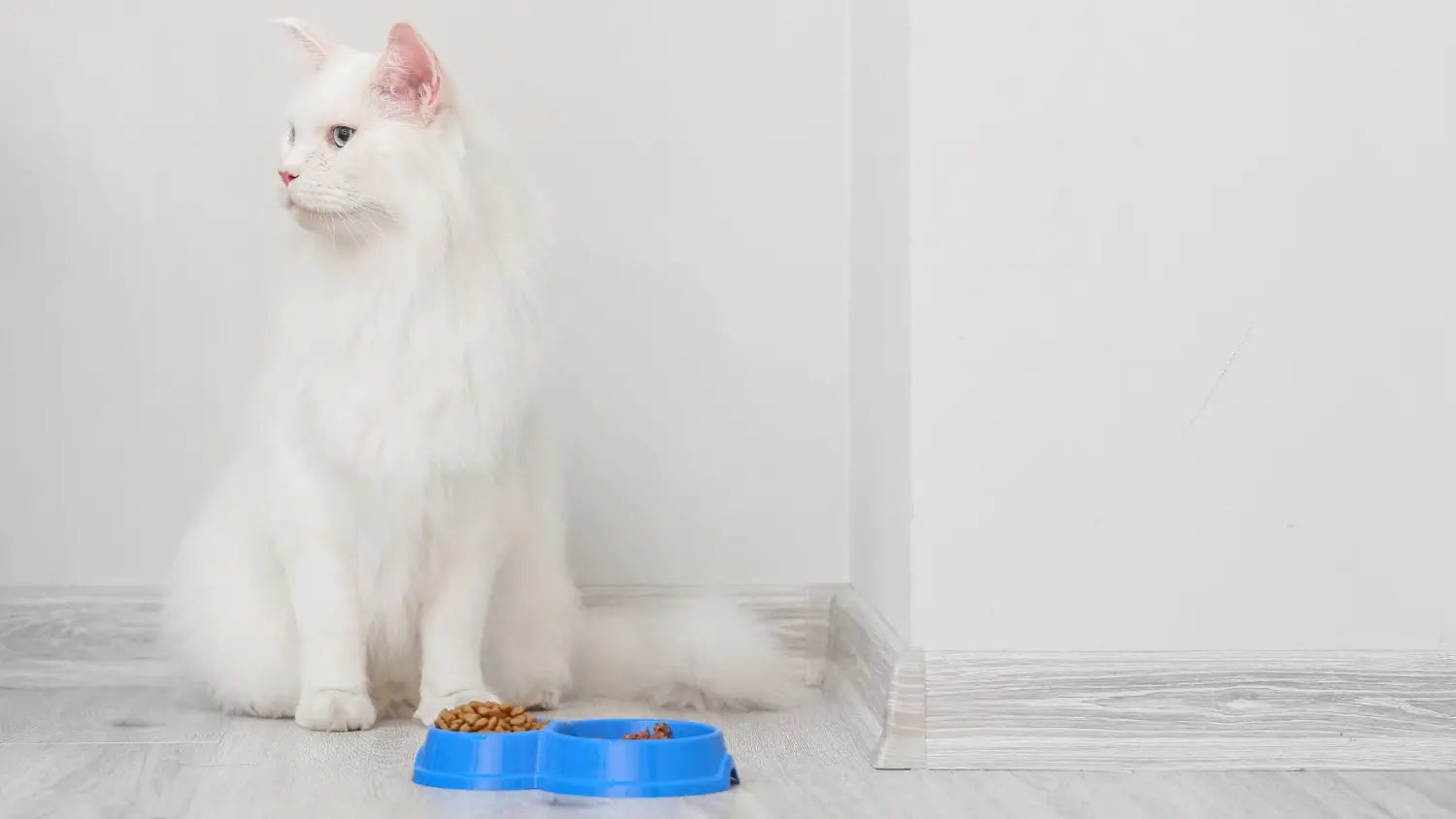 Nourishing your majestic maine coon: a guide to the perfect diet