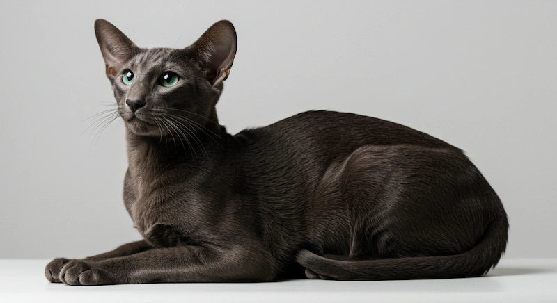 Oriental Cat Adoption Process Steps