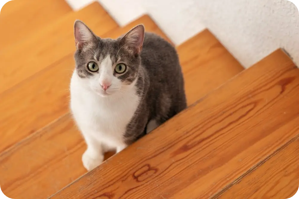 Ultimate Guide to Hypoallergenic Cats: Top 10