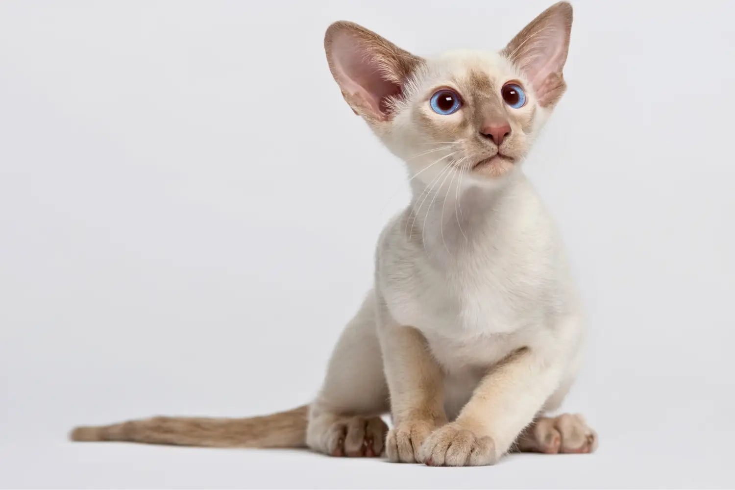 Oriental shorthair cats 101: traits care & more