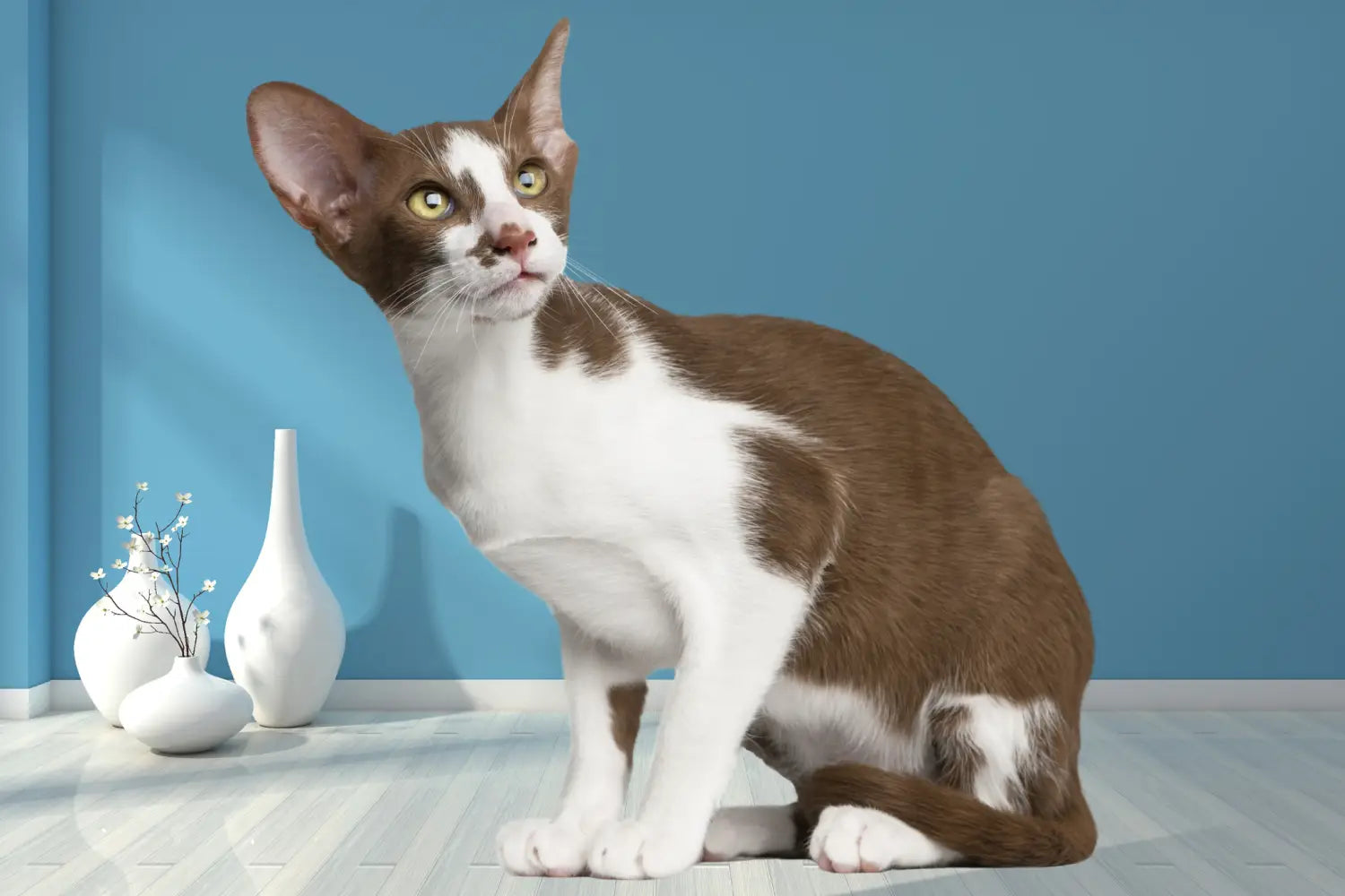 Oriental shorthair cats 101: traits care & more