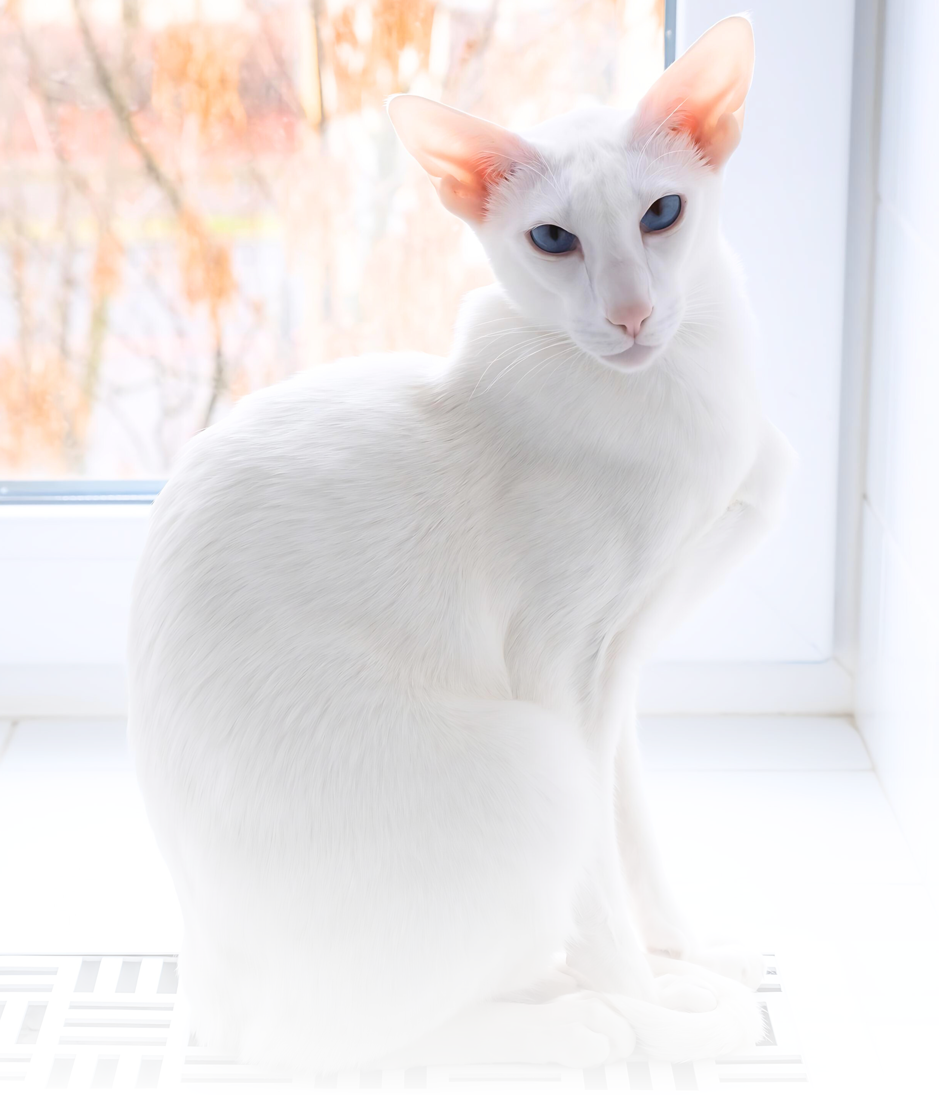 Oriental Shorthair Cats For Sale