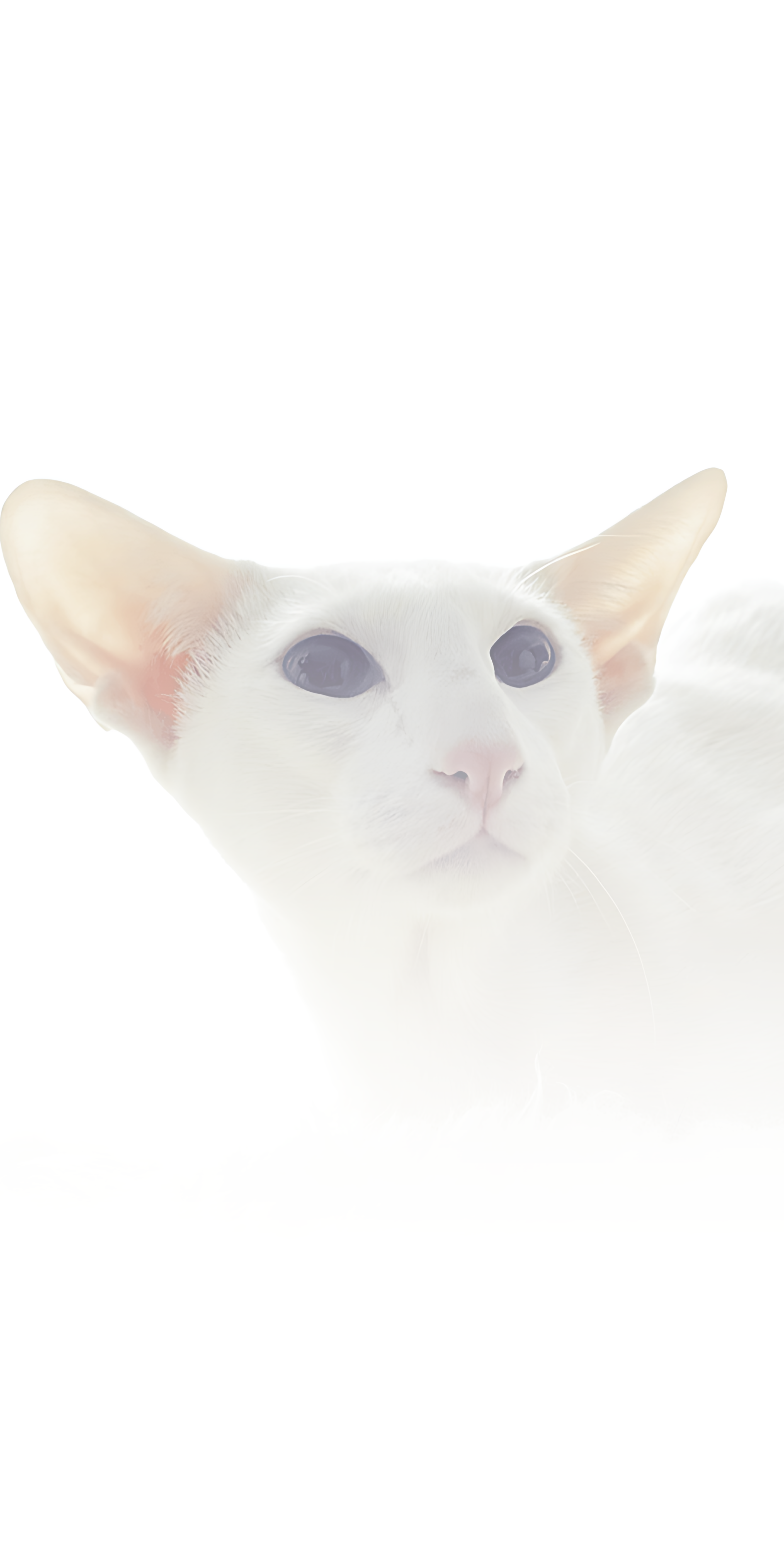 Oriental Shorthair Kittens For Sale in Little Rock, AR Adopt Yours