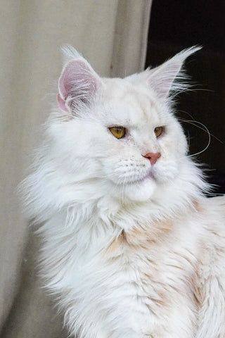 Quasar | Maine Coon Kitten