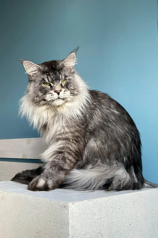 Runa | Maine Coon Kitten