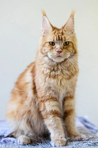 Quasar | Maine Coon Kitten
