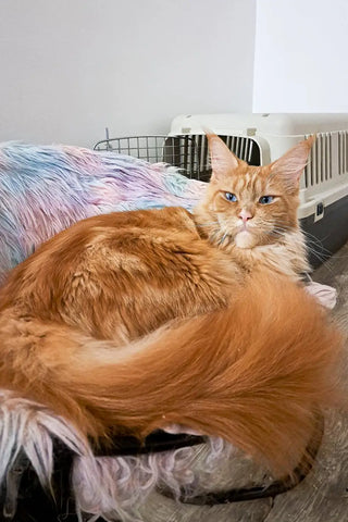 Runa | Maine Coon Kitten