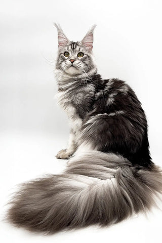 Ummy | Maine Coon Kitten