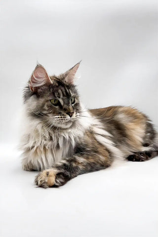 Werona | Maine Coon Kitten