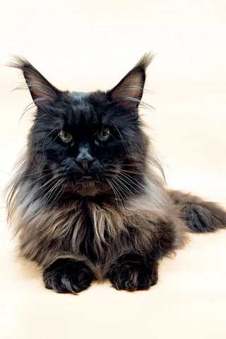 Ummy | Maine Coon Kitten