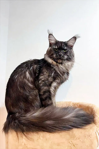 Werona | Maine Coon Kitten