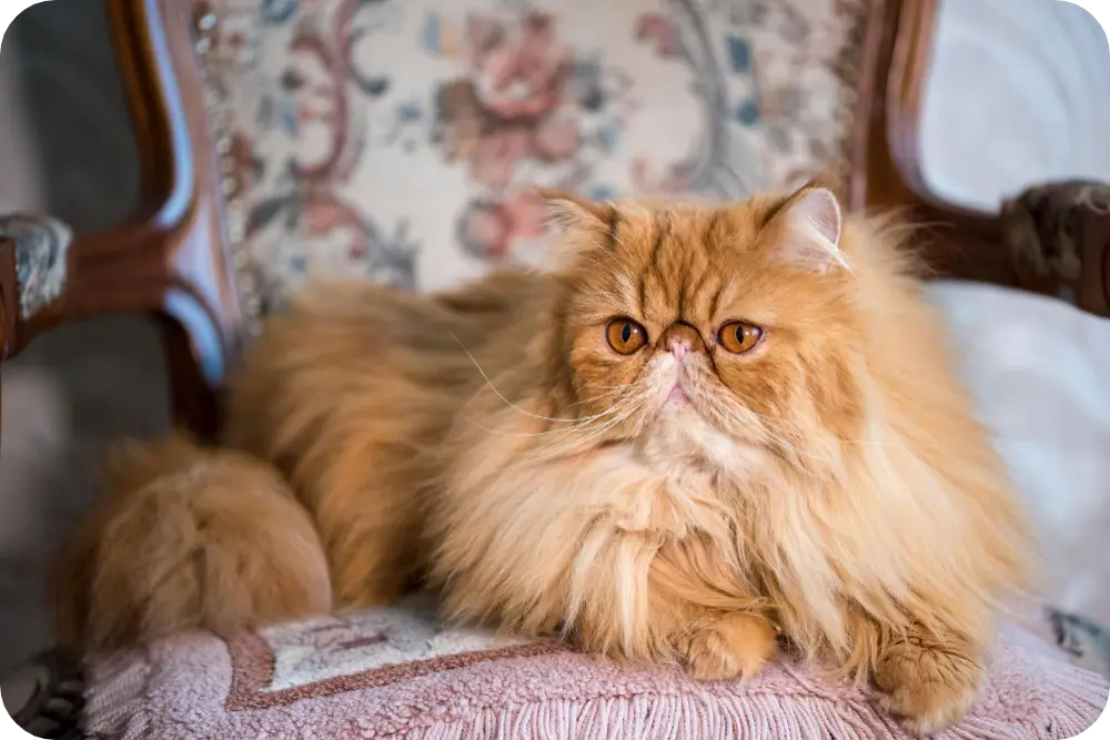 Discover Ultimate Fluff: Top 10 Fluffy Cat Breeds to Adopt