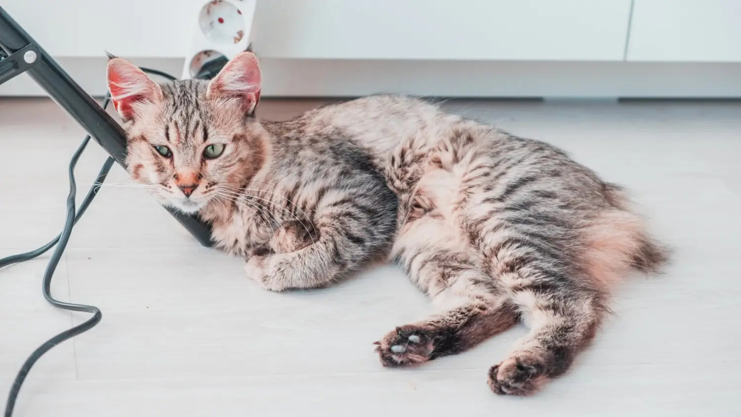 Pixiebob purrfection: discovering their wild history and unique allure!