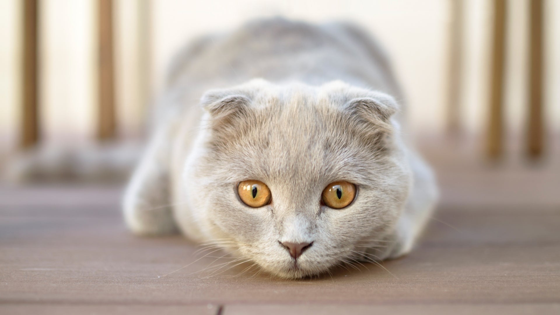 Price of a scottish fold: unlocking the secrets