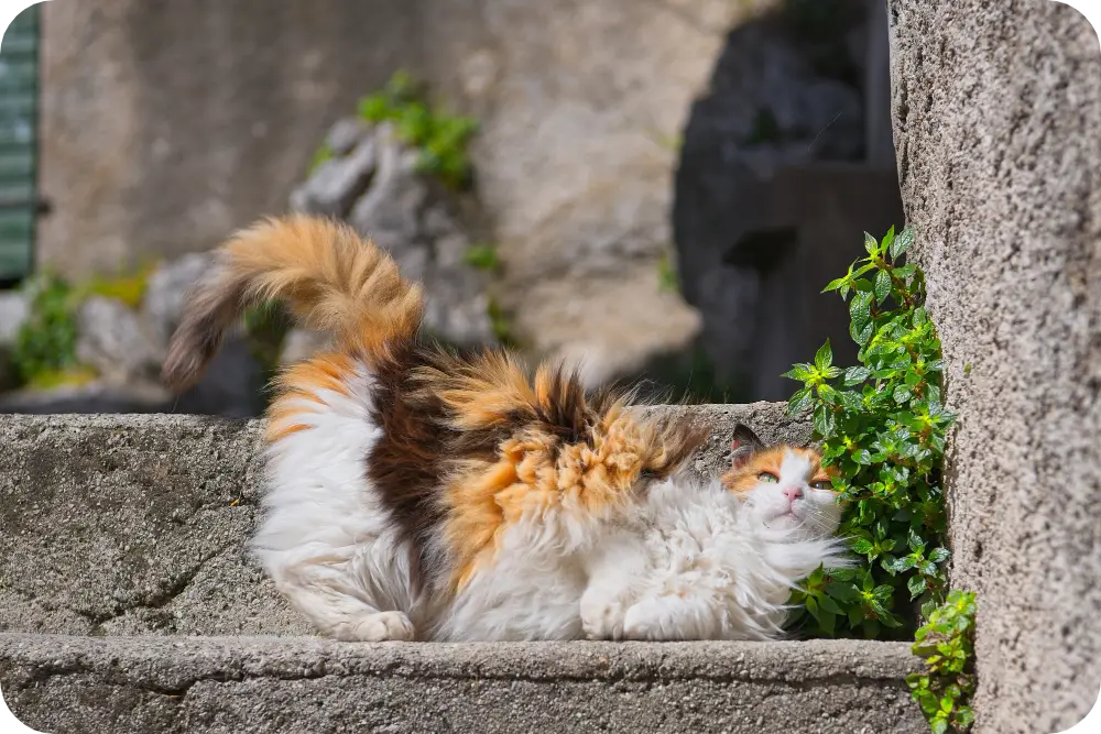 Discover Ultimate Fluff: Top 10 Fluffy Cat Breeds to Adopt