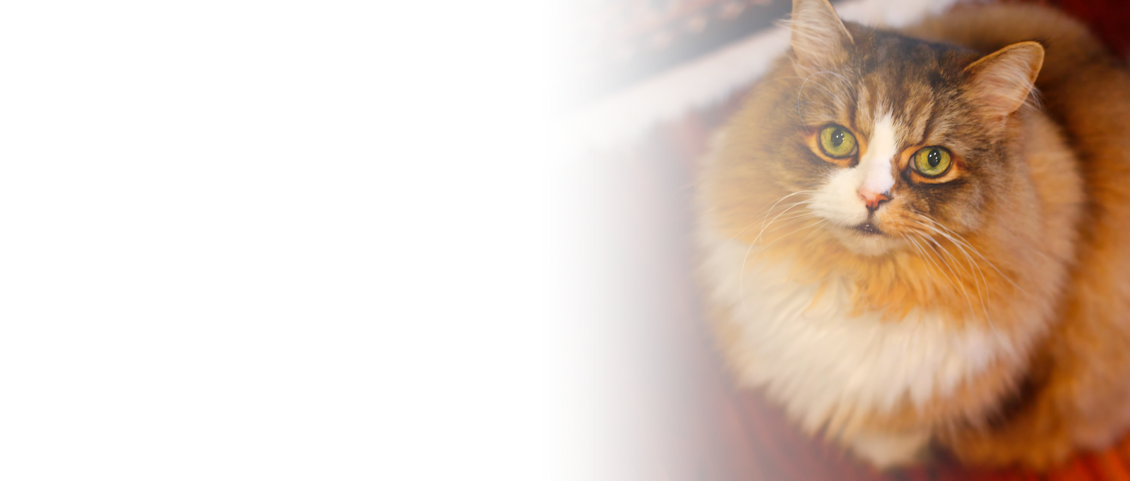 Discover the Ragamuffin Cat: A Guide to Their Gentle Souls