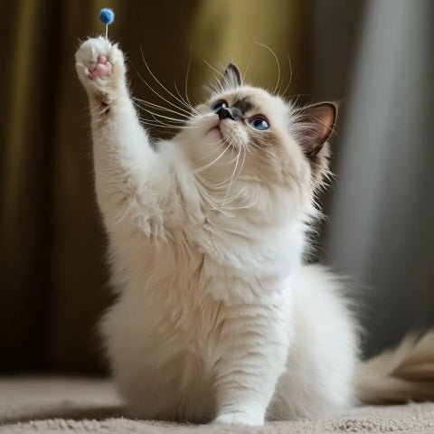 Dog-Like Behavior in Ragdoll Cat