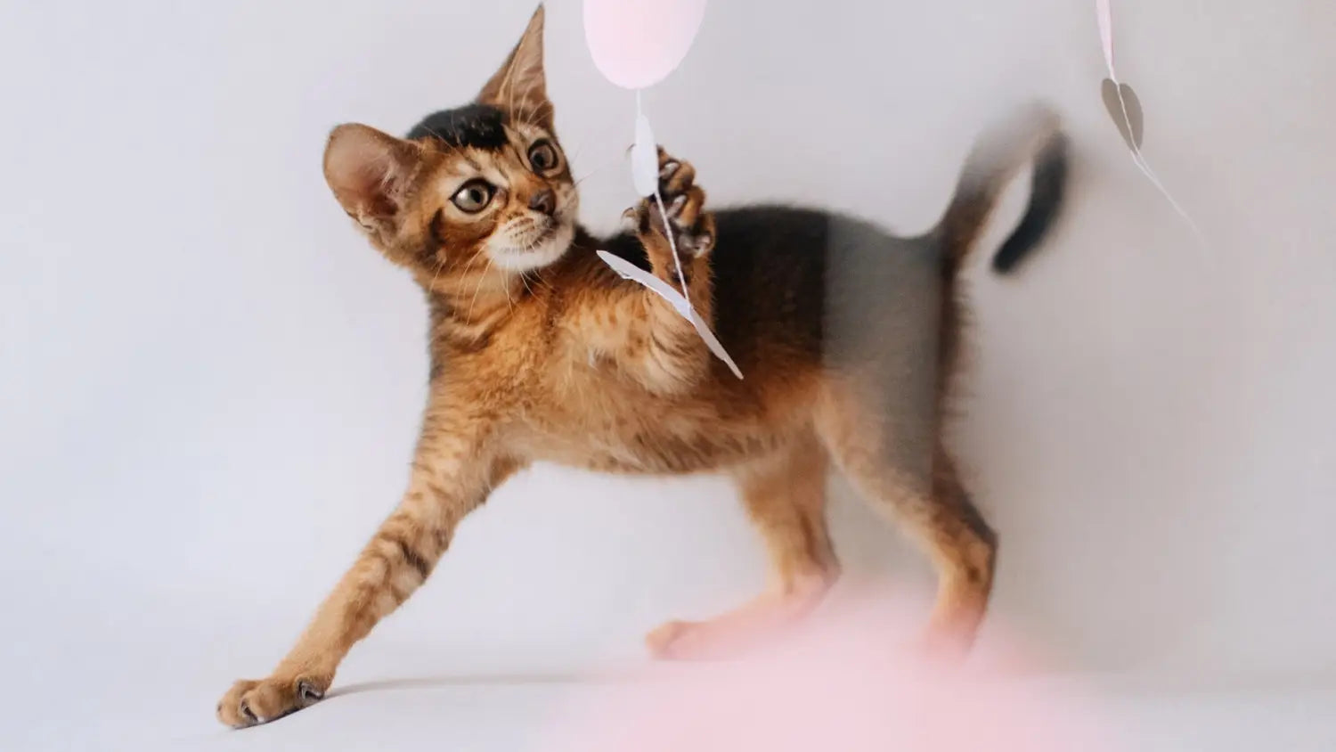 Recommended diet and exercise routines for abyssinian cats