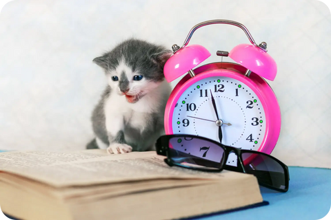 Essential Training Tips for Your New Purebred Kitten: