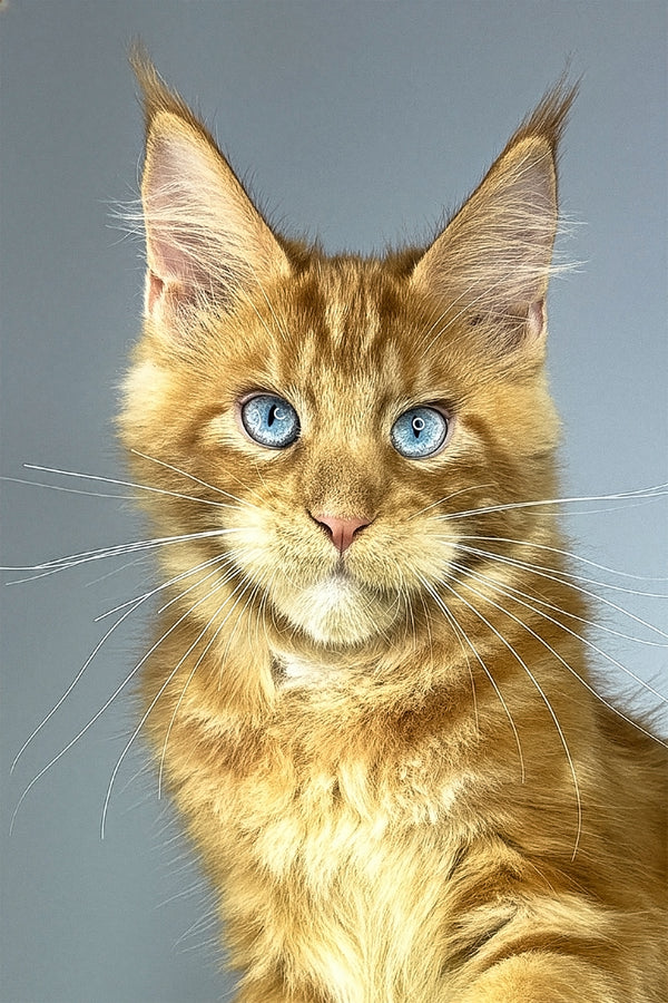 Royal Flush | Maine Coon Kitten