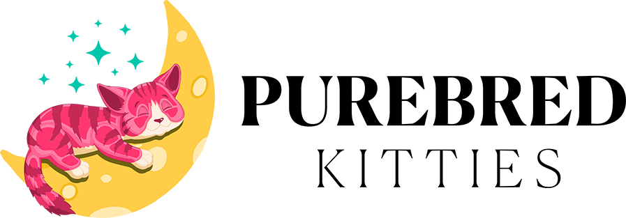 Purebred Kitties | Kitten