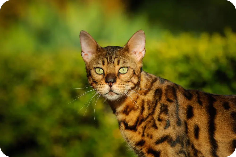 Embrace the Wild: Top 10 Exotic Cat Breeds to Adopt Today