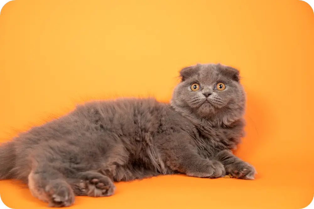 Embrace the Wild: Top 10 Exotic Cat Breeds to Adopt Today