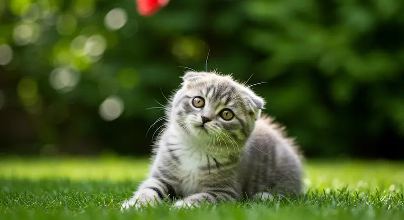 Scottish Fold kittens are ideal companions