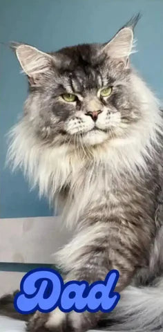 Perceus | Maine Coon Kitten