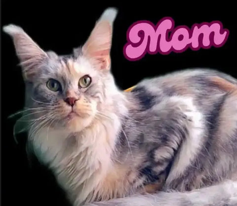 Nikolas | Maine Coon Kitten