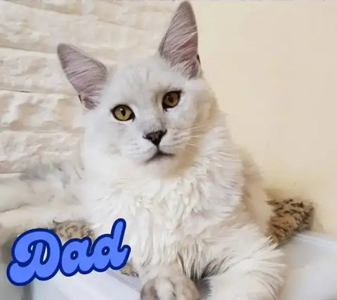 Nikolas | Maine Coon Kitten