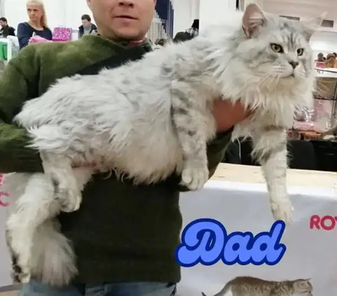 Kenzo | Maine Coon Kitten